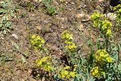 Euphorbia nicaeensis