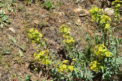 Euphorbia nicaeensis