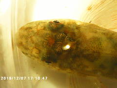 Liniparhomaloptera disparis