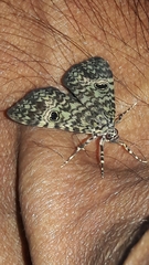 Glenopteris oculifera