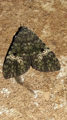 Glenopteris oculifera