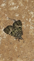 Glenopteris oculifera