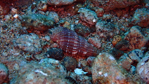 Phos roseatus, 2025-09-28