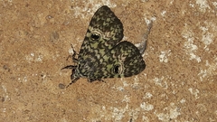 Glenopteris oculifera