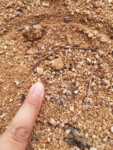 Cactus (Copiapoa esmeraldana)