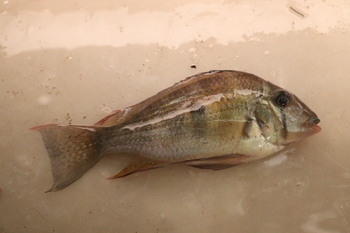 Threadfin acara (Acarichthys heckelii) — Cichlidae — 5