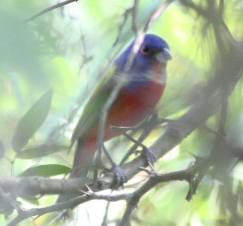 Passerina ciris