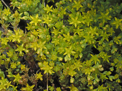 Sedum praesidis
