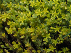 Sedum praesidis