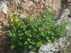 Scutellaria sieberi