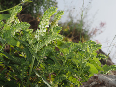 Scutellaria sieberi