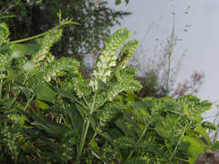 Scutellaria sieberi