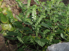 Scutellaria sieberi