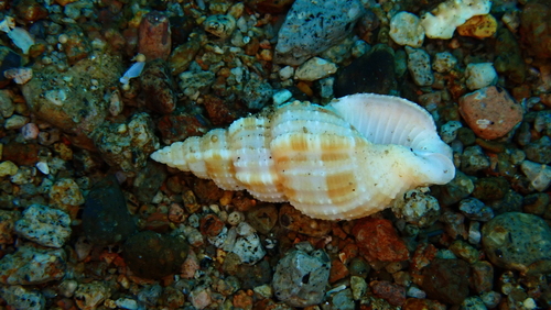 Phos roseatus, 2025-09-28