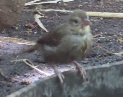 iNaturalist image