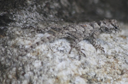 Sceloporus melanorhinus