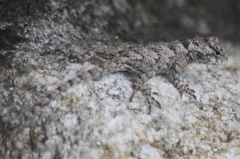 Sceloporus melanorhinus