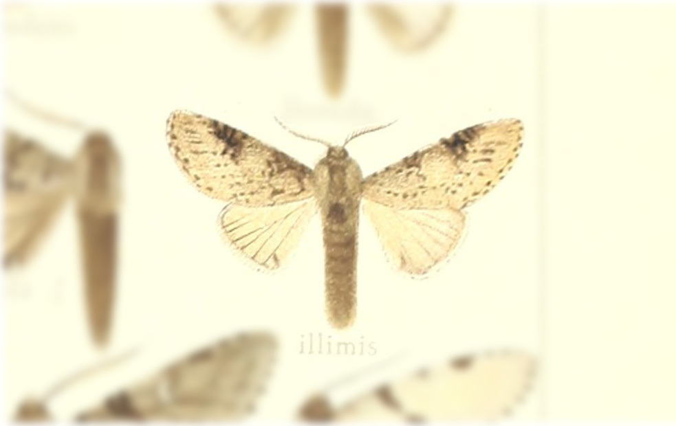 Malocampa illimis