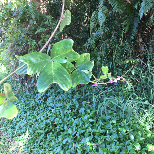 Vandasina retusa observed 2025-10-11