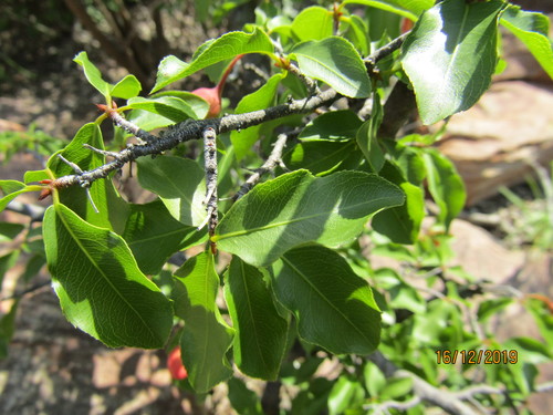 Image of Ochna inermis by (c) Murphy Tladi, some rights reserved (CC BY)