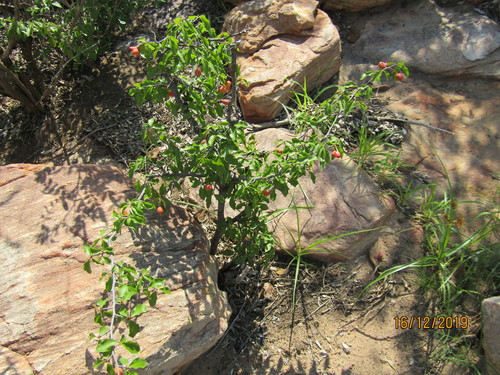Image of Ochna inermis by (c) Murphy Tladi, some rights reserved (CC BY)