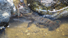 Euastacus valentulus