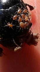Parasitiformes