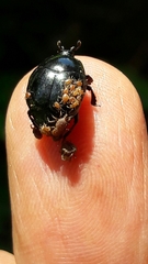 Parasitiformes