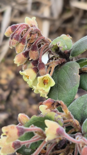 Vaccinium molle observed 2025-10-14