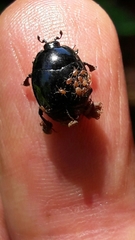 Parasitiformes