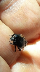 Parasitiformes