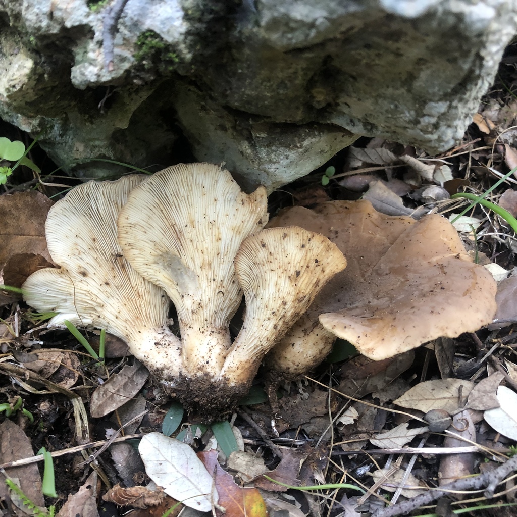 Hohenbuehelia geogenia