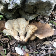 Hohenbuehelia geogenia