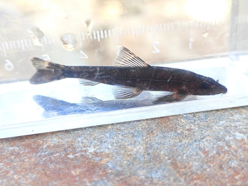 Genus Balitoropsis · iNaturalist