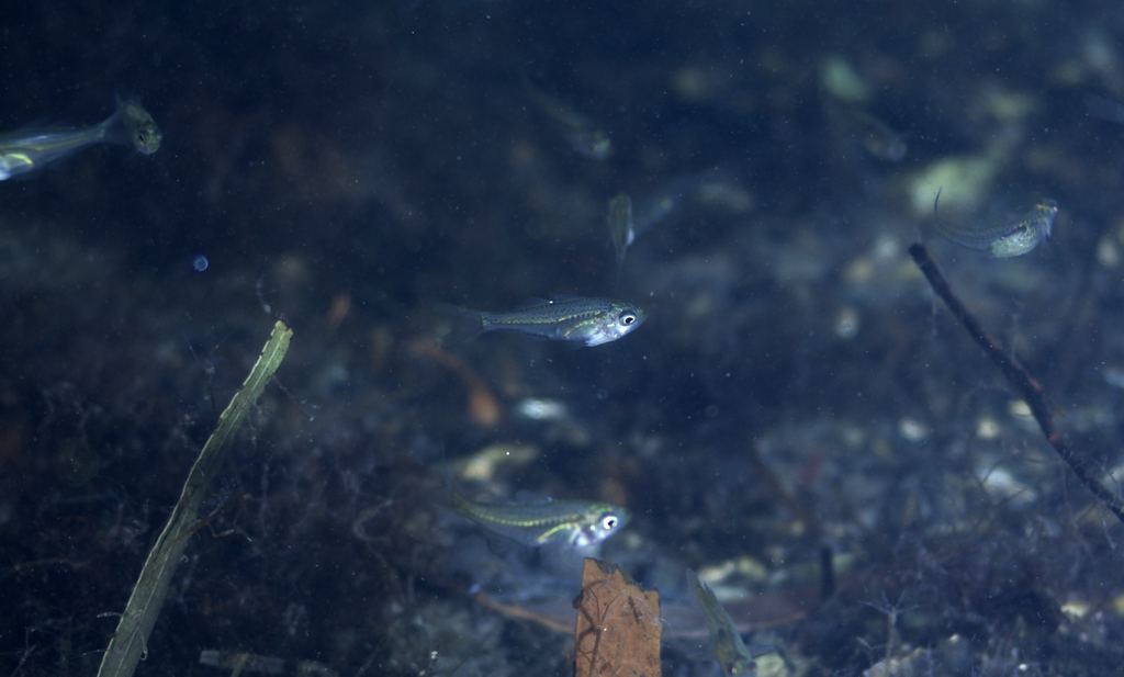 Port Jackson Glassfish from Creek VIC 3875, Australia on December