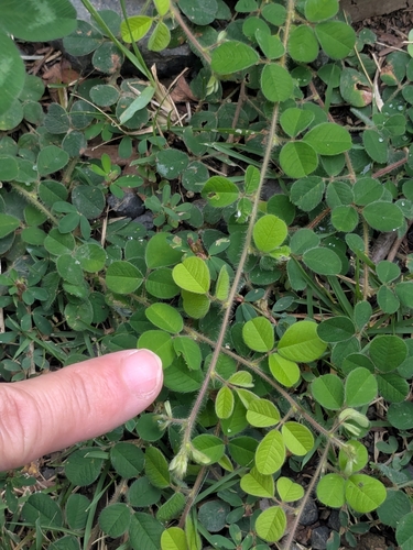 Pilose lespedeza (Lespedeza pilosa)