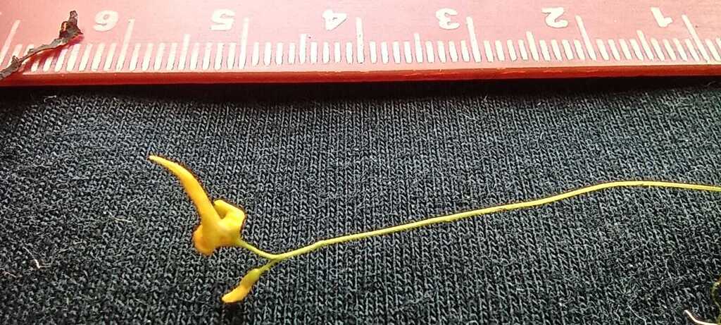 Utricularia lloydii Merl