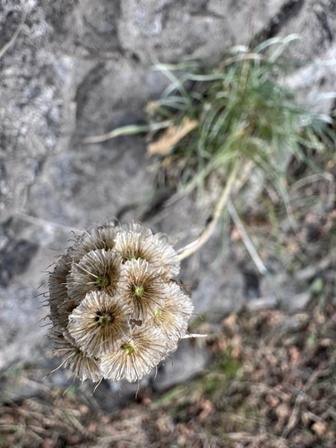 Grass Leaved Scabious (Lomelosia graminifolia)
