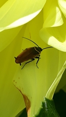 Pseudomops neglectus