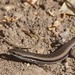 Boulenger's Snake-eyed Skink - Photo (c) tleitch, some rights reserved (CC BY-NC-ND), uploaded by tleitch