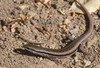 Southeastern Morethia Skink - Photo (c) tleitch, some rights reserved (CC BY-NC-ND), uploaded by tleitch