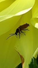 Pseudomops neglectus