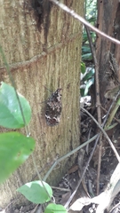 Phrictus diadema