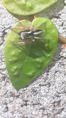 Aphirape misionensis