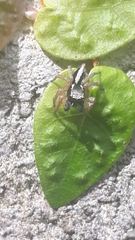 Aphirape misionensis