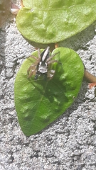 Aphirape misionensis