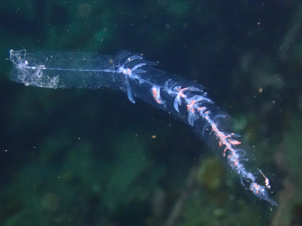 Agalma elegans