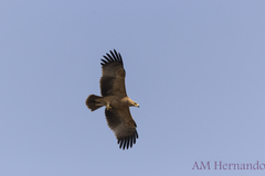 Spanish Imperial Eagle photo 4