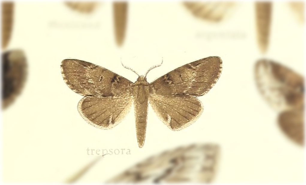 Malocampa trepsora