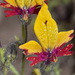 Schizanthus coccineus - Photo (c) Joey Santore, some rights reserved (CC BY-NC), uploaded by Joey Santore